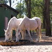 Tammy Singleton Photo 41
