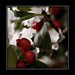 Holly Shiver Photo 13