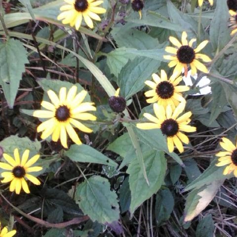 Susan Field Photo 48