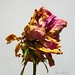 Susan Blow Photo 15