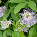 Lisa Vines Photo 36