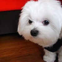 Frances Chen Photo 18