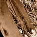 Rusty Jarvis Photo 11
