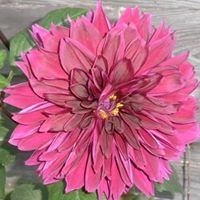 Jeanne Freeman Photo 27