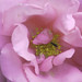 Adele Rose Photo 22