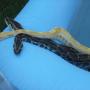 Debra Boudreau Photo 15