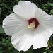 Frederick Flowers Photo 8