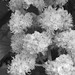 Deborah Chestnut Photo 8
