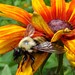 Susan Hedges Photo 28