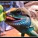 Richard Dragon Photo 28