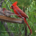Joe Finch Photo 40