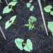Theresa Bean Photo 22