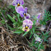 Viola Valentine Photo 11