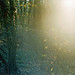 Lucinda Wood Photo 19