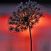 Anne Queen Photo 16