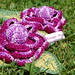 Susan Brosche Photo 6