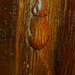 Patricia Carver Photo 11