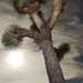 Joshua Miles Photo 10