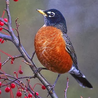Robin Wells Photo 9