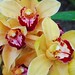 Susan Rau Photo 17