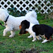 Bobbi Henry Photo 9
