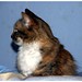 Sheila Brown Photo 41