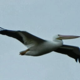 Cathy Davidson Photo 13