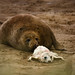 Donna Faulkner Photo 14