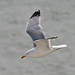 Margaret Herring Photo 15