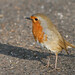 Robin Canterbury Photo 9