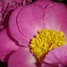 Leesa Flowers Photo 6