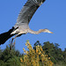 Vicki Heron Photo 11