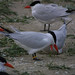 Mark Torgerson Photo 15