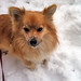 Sammy Lang Photo 11