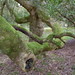 Diane Forest Photo 15