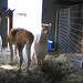 Angela Guenther Photo 15