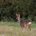 Autumn Deer Photo 7