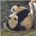 Zhen Gao Photo 14