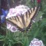 Lori Colvin Photo 20
