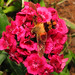Sandra Moths Photo 8