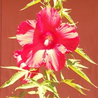 Monica Heath Photo 26