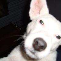 Buddy Neal Photo 6