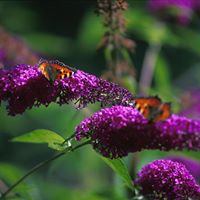Annie Winters Photo 9