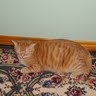 Sue Robinson Photo 18