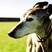 Megan Collie Photo 9