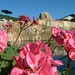 Annette Allison Photo 10