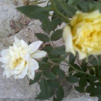 Elizabeth Schafer Photo 23