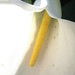 Carl Cole Photo 35