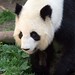 Mei Yang Photo 17
