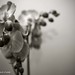 Angie Hopkins Photo 29
